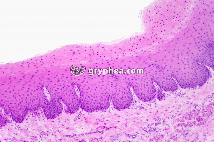 Vagin x40 - gryphea.com